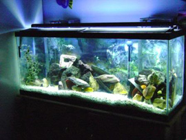 LED strip lighting for aquarium water tank