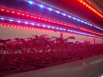 Plant warm LED lighting